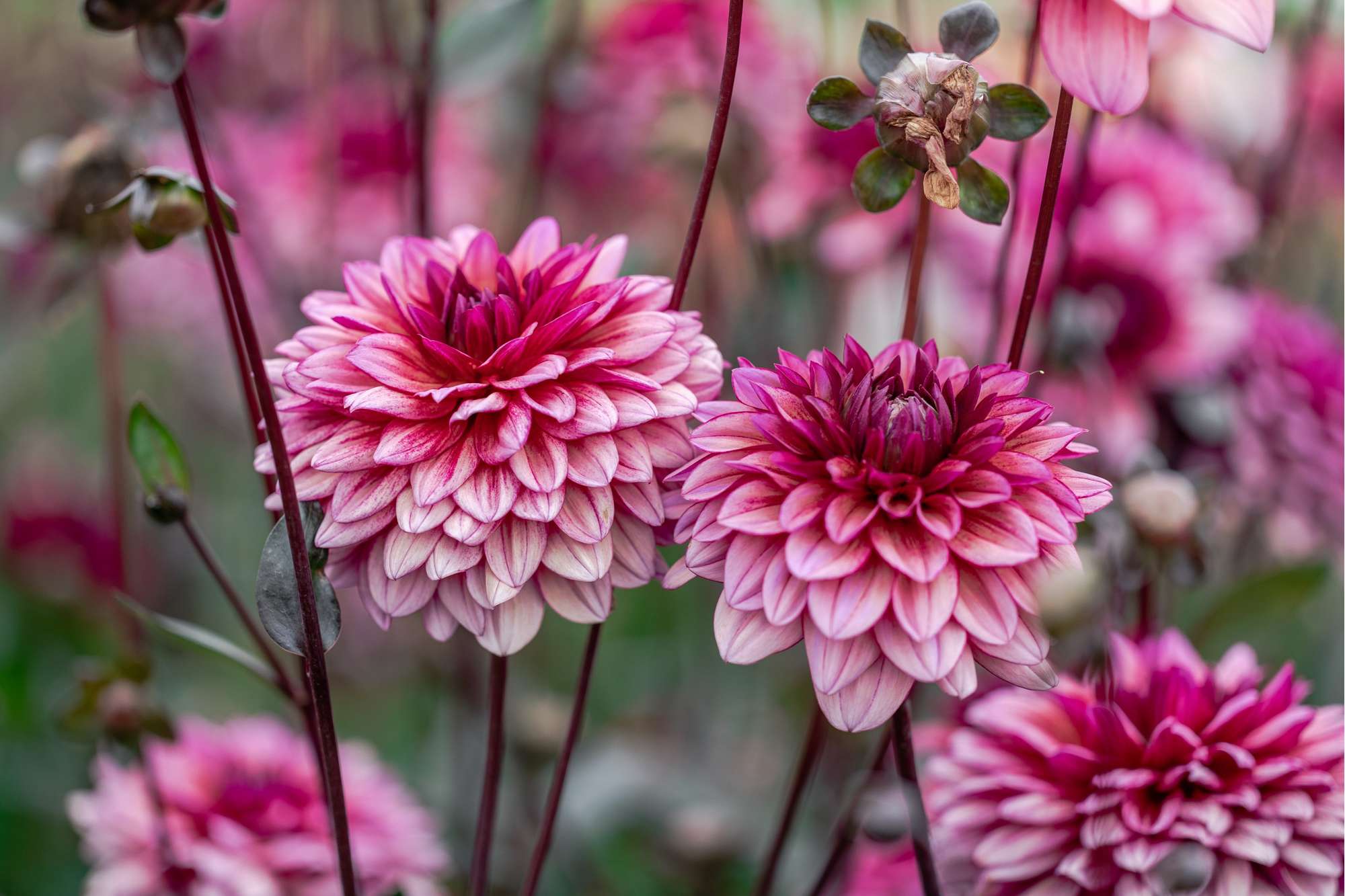 Dahlia 'Molly Raven'